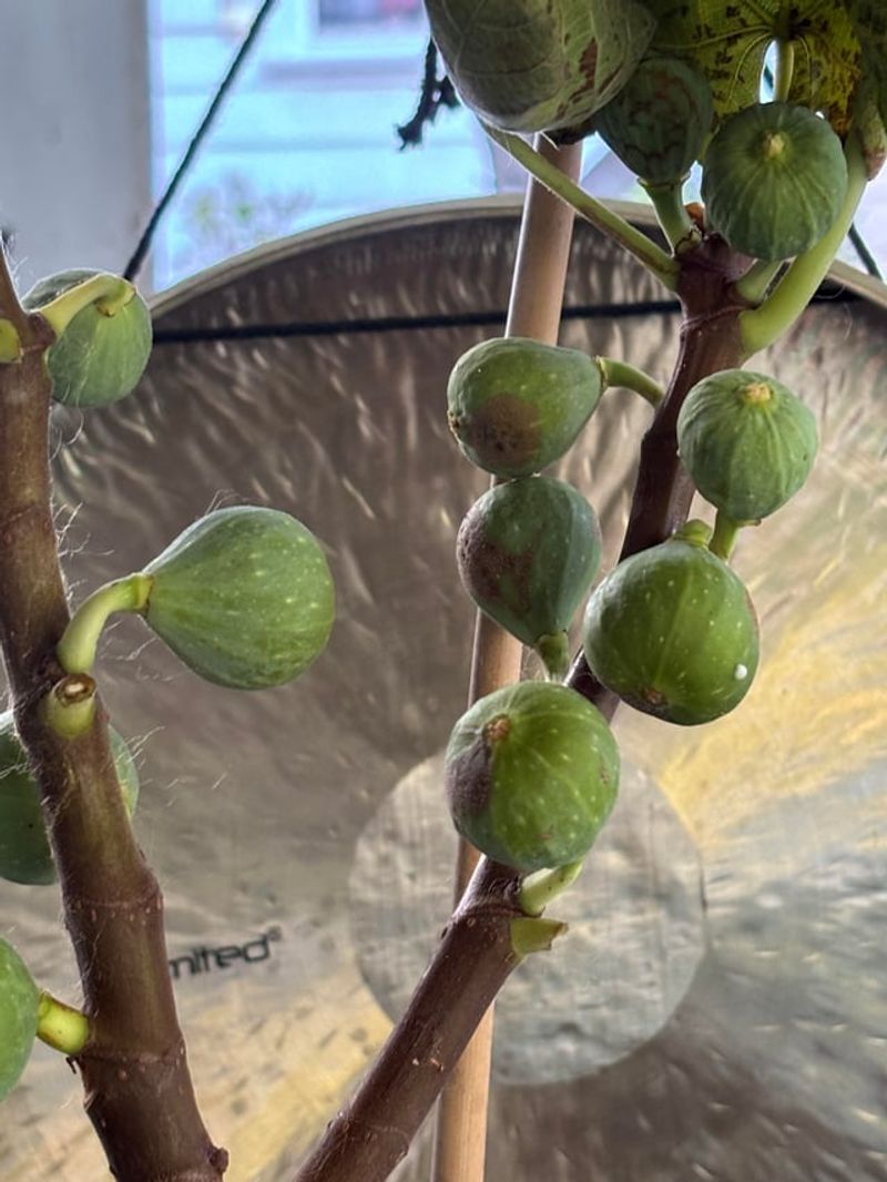 Let Your Fig Snooze In A Cool Dark Spot Let Your Fig Snooze In A Cool Dark Spot