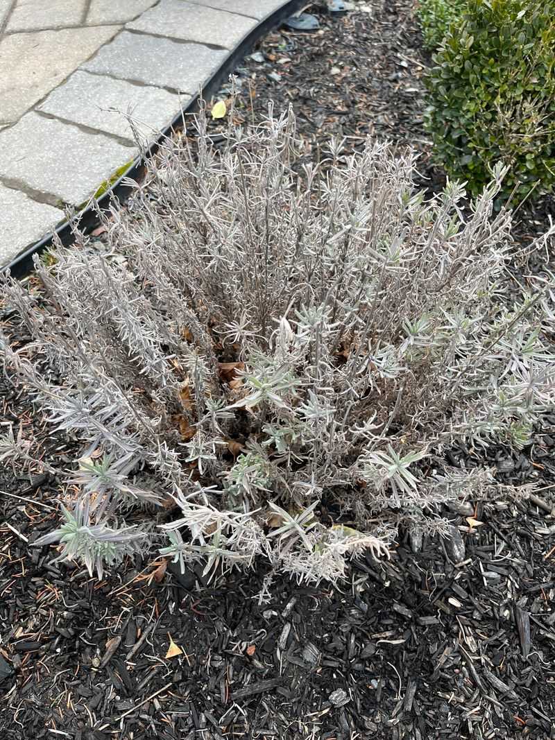 Let Your Lavender Keep Its Woody Winter Coat