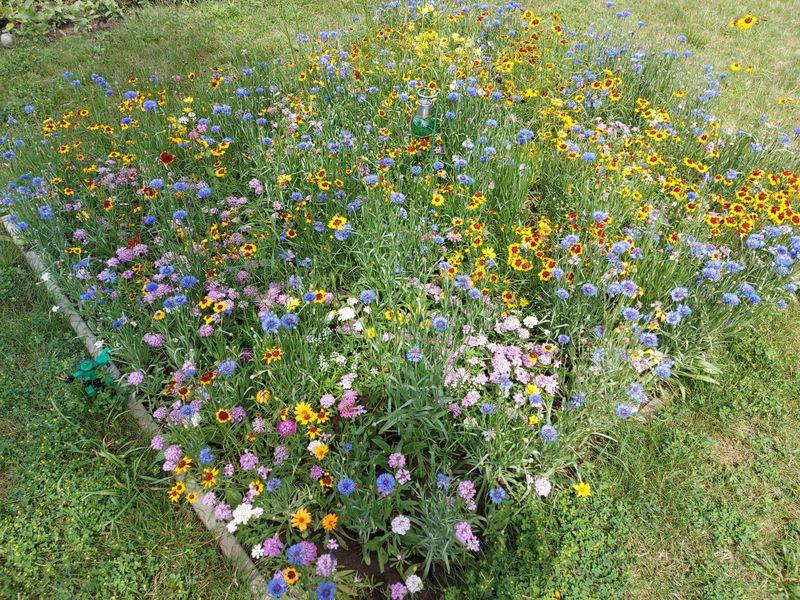 Let Your Lawn Get A Little Wild Let Your Lawn Get A Little Wild