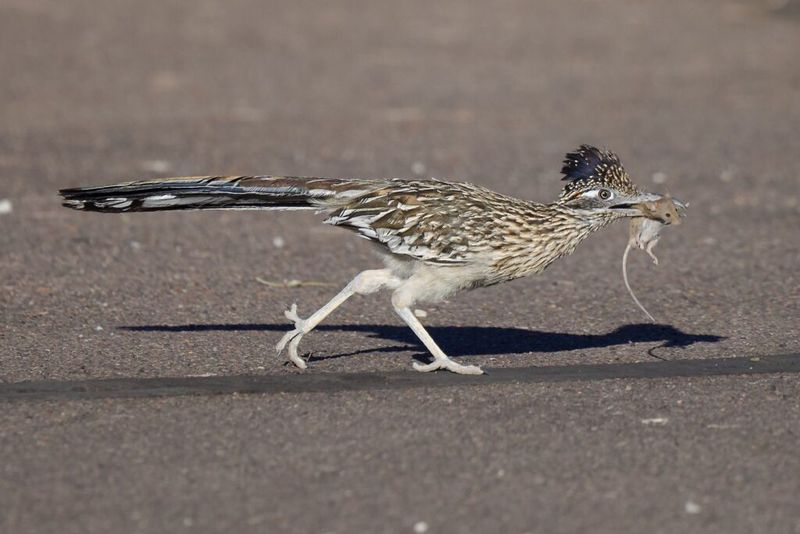 Let the bird forage without luring it