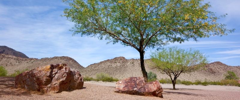 Let the tree and site—not a calendar—set the next step