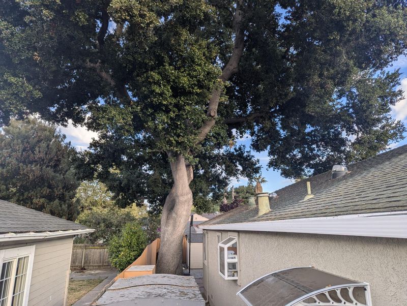 Letting Branches Touch The Roof Letting Branches Touch The Roof