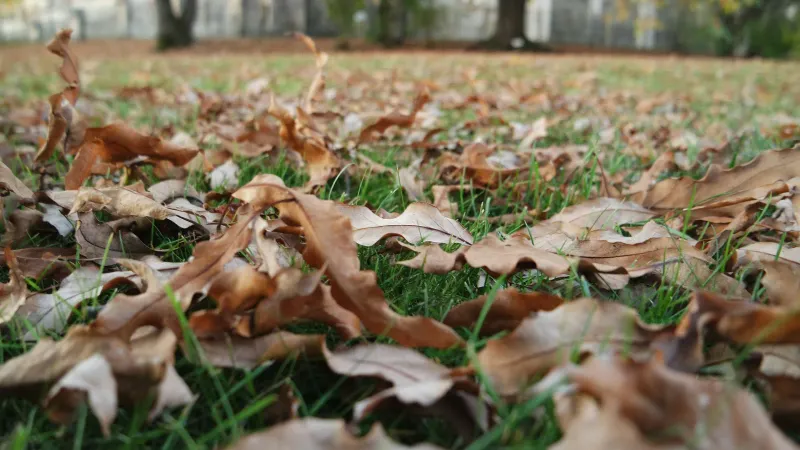 Letting Leaves Pile Up On Grass Letting Leaves Pile Up On Grass