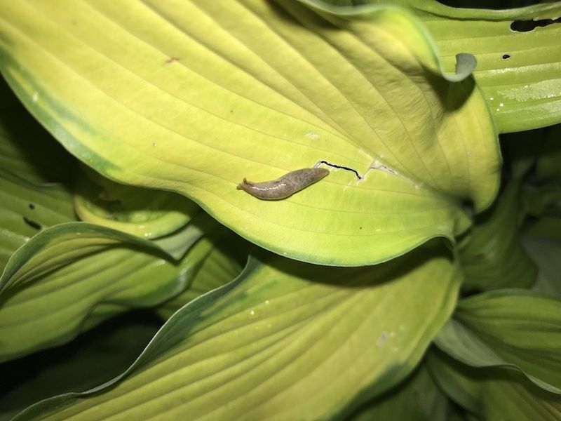 Letting Slugs Feast On The Leaves Letting Slugs Feast On The Leaves