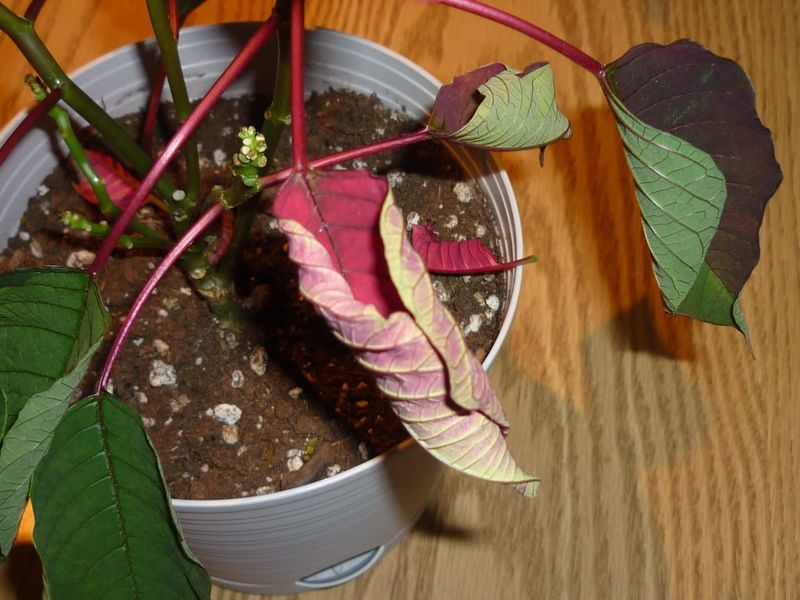 Letting The Plant Wilt Between Waterings