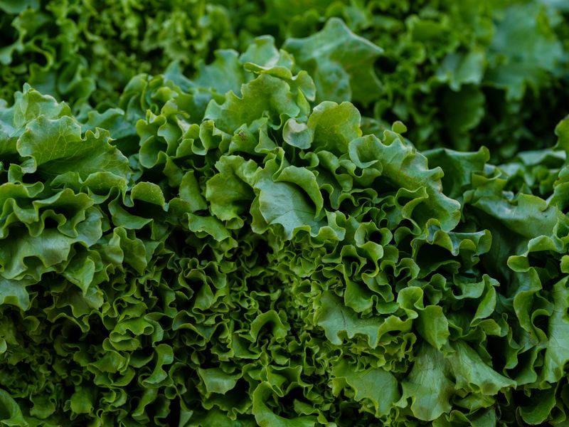Lettuce