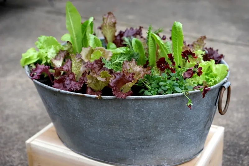 Lettuce And Greens Fill Small Pots Lettuce And Greens Fill Small Pots