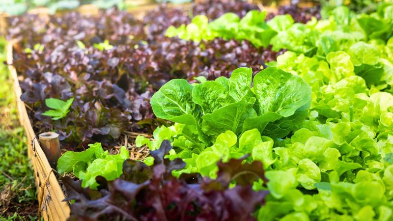 Lettuce And Mesclun Under Row Cover