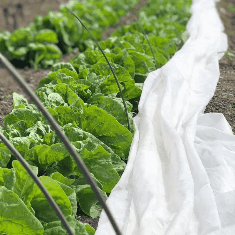 Lettuce And Tender Greens Want A Cozy Tunnel