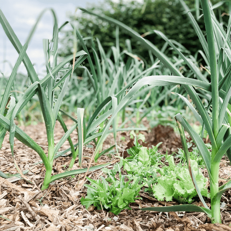 Lettuce Fills The Gaps Between Bulbs Lettuce Fills The Gaps Between Bulbs