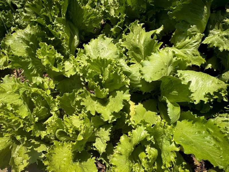 Lettuce Fills Your Salad Bowl Fast Lettuce Fills Your Salad Bowl Fast