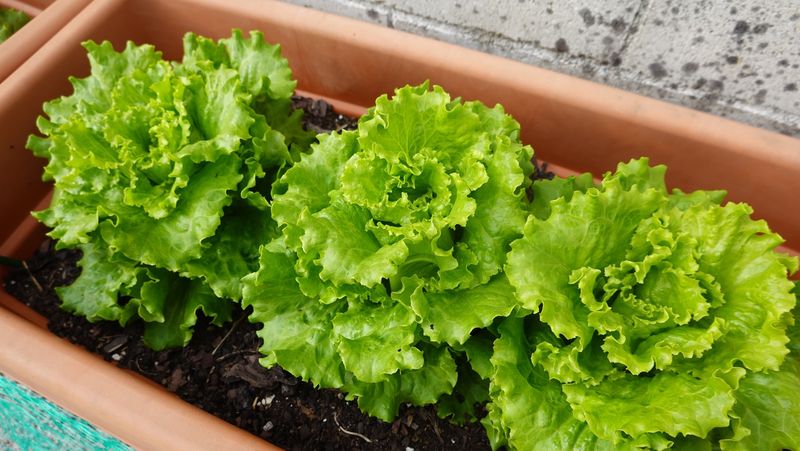 Lettuce For Easy Salad Bowls