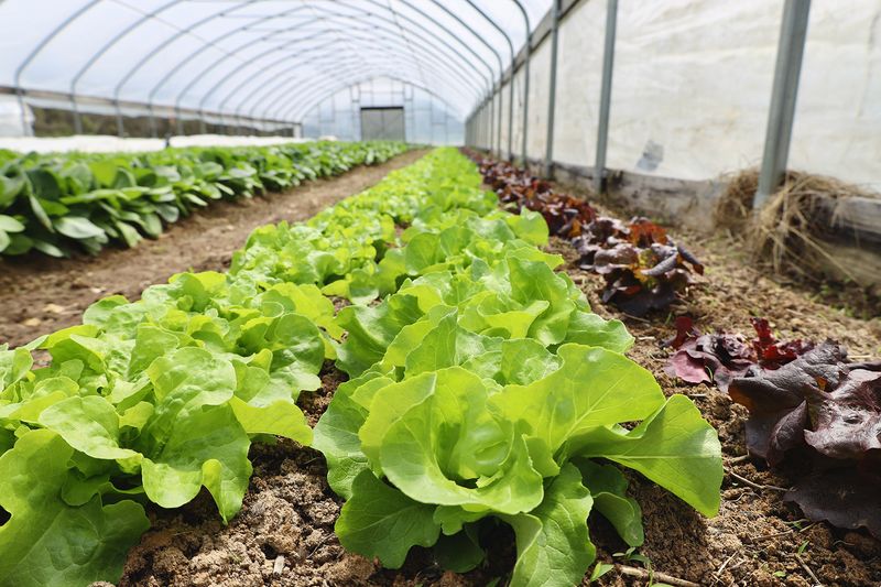 Lettuce For Fresh Winter Salads Lettuce For Fresh Winter Salads