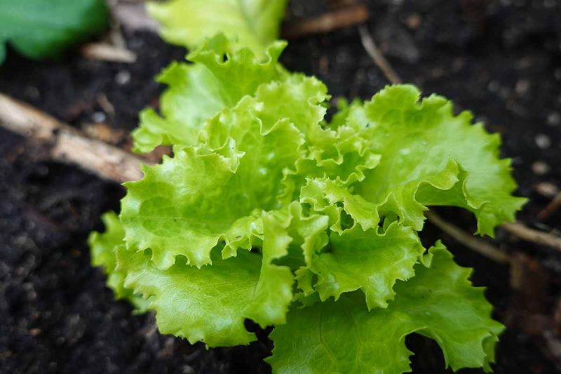 Lettuce Planting Dates Depend On Which Part Of The State You Live In Lettuce Planting Dates Depend On Which Part Of The State You Live In