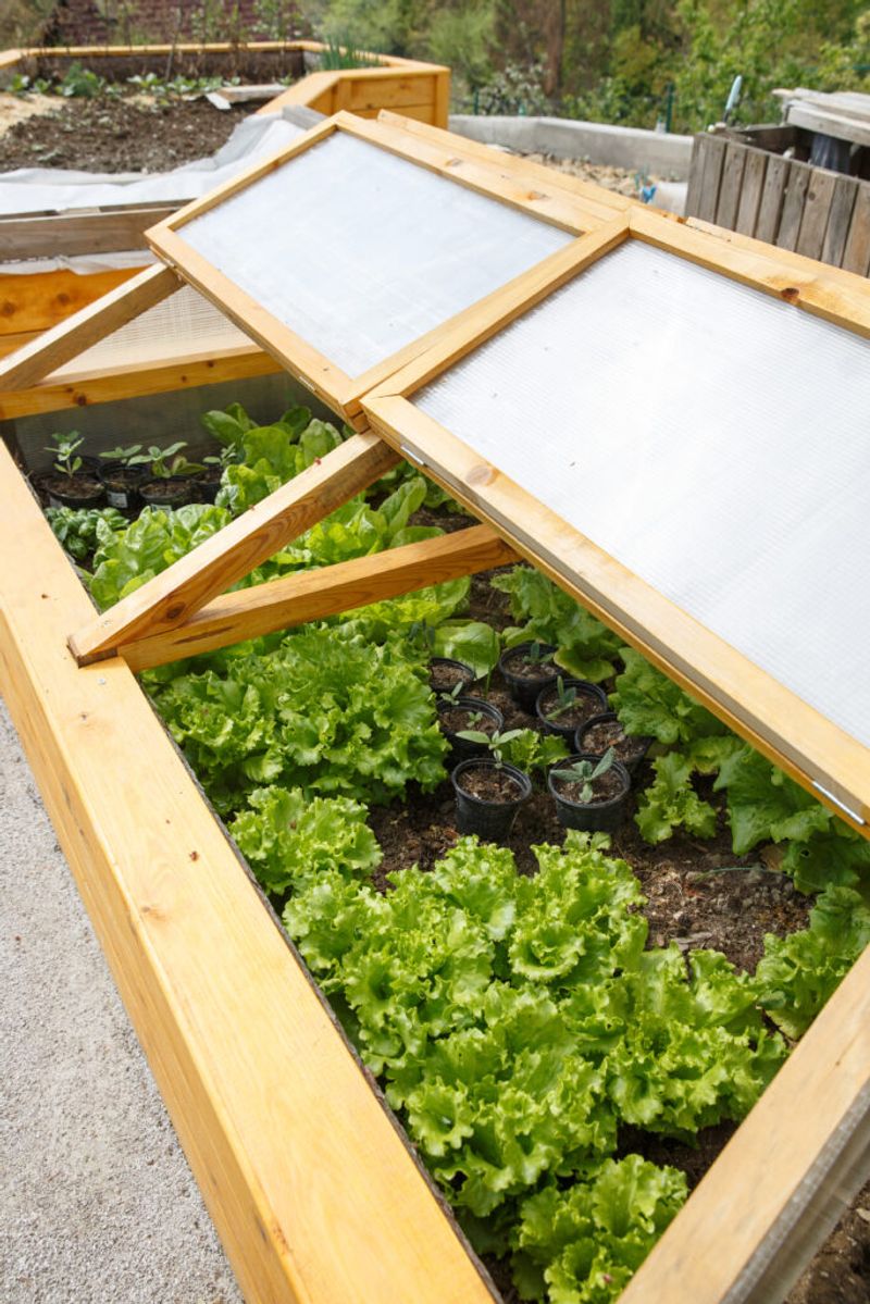 Lettuce Seeded Under A Cold Frame Lettuce Seeded Under A Cold Frame