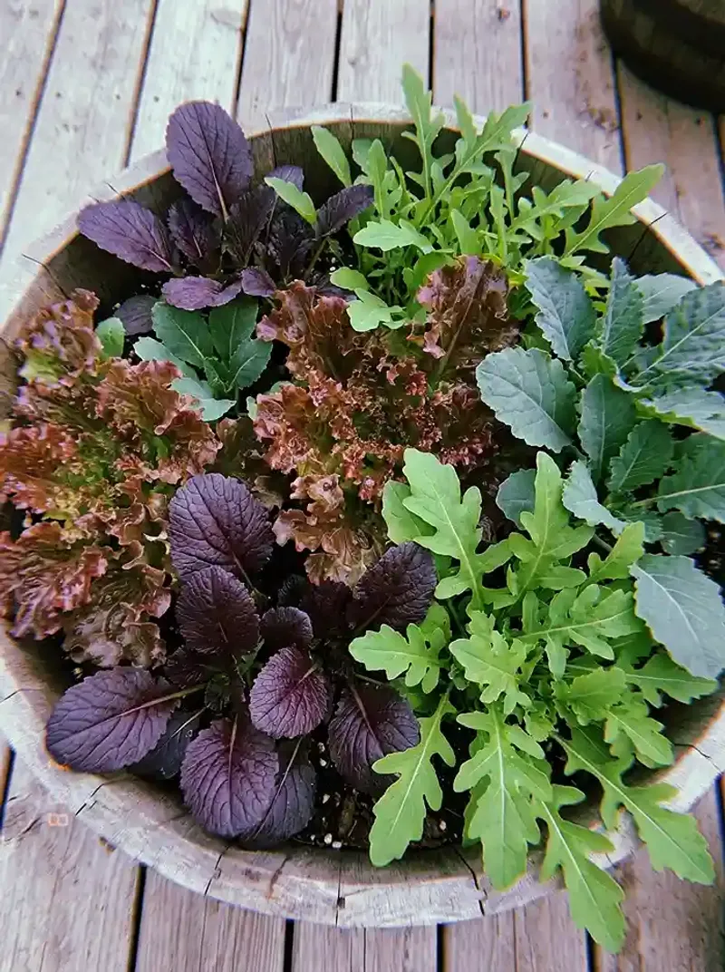 Lettuce, Spinach, And Kale For A Container Harvest Lettuce, Spinach, And Kale For A Container Harvest