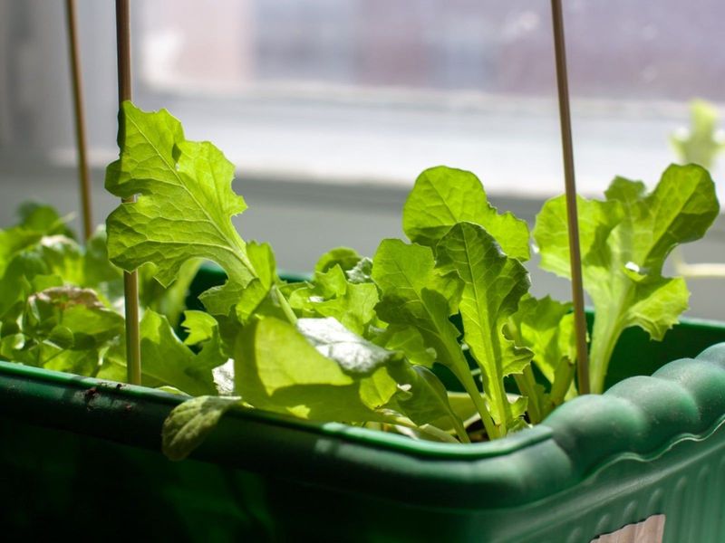 Lettuce Thrives In A Simple Window Box Lettuce Thrives In A Simple Window Box