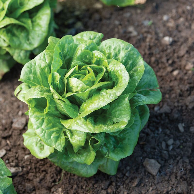 Lettuce Thrives Under A Simple Row Cover
