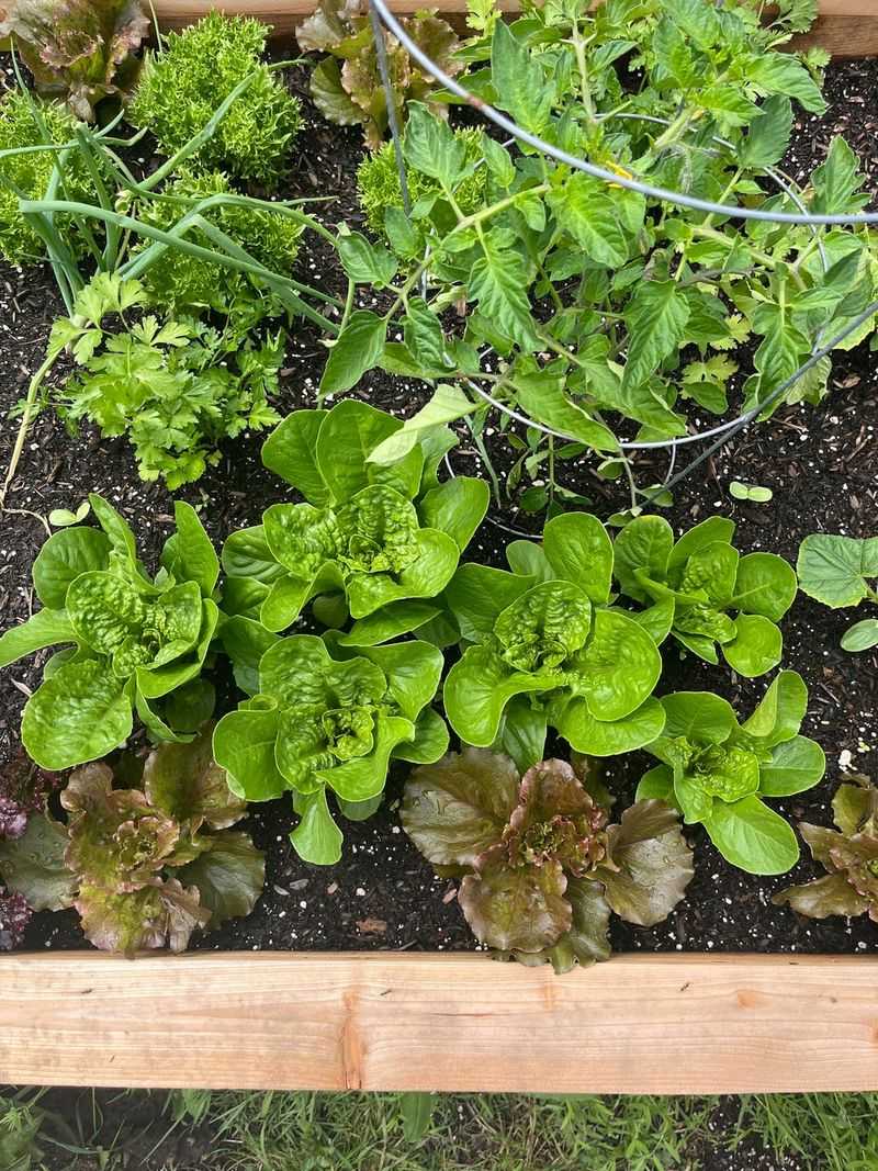 Lettuce Works Best From Transplants This Late Lettuce Works Best From Transplants This Late