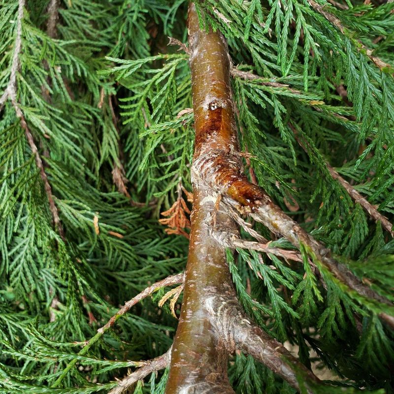Leyland Cypress Is Prone To Drought-Related Disease Leyland Cypress Is Prone To Drought-Related Disease