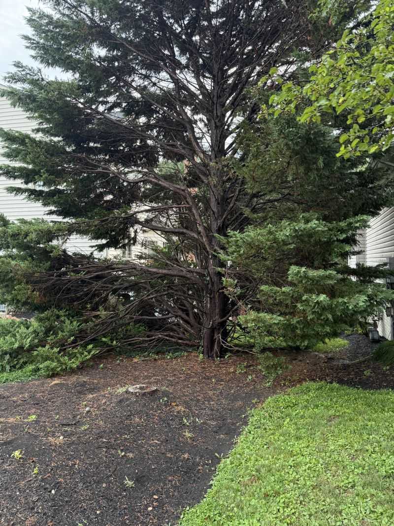Leyland Cypress Looks Tempting, But It’s A Costly Mistake