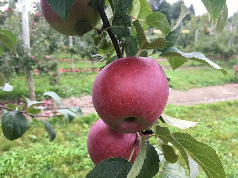 Liberty Apples Fight Disease Like Champions Liberty Apples Fight Disease Like Champions