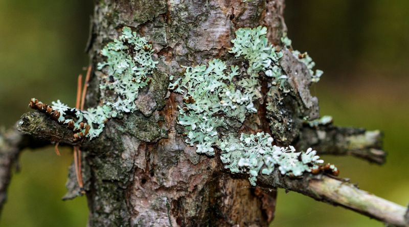 Lichens Crusting Over Bark Lichens Crusting Over Bark