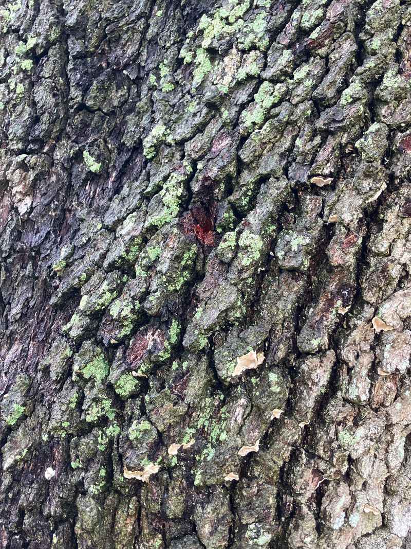 Lichens Form Crusty Patches On Bark