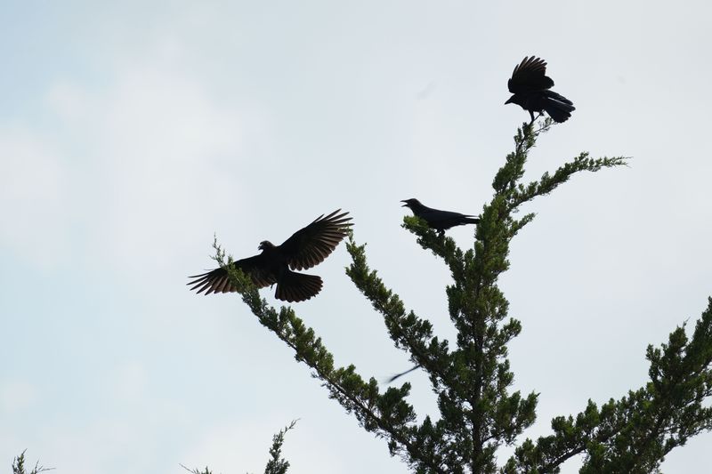 Life Under A Winter Roost In Trenton