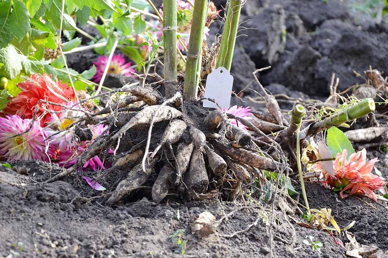Lift Dahlia Clumps Gently To Avoid Damage Lift Dahlia Clumps Gently To Avoid Damage