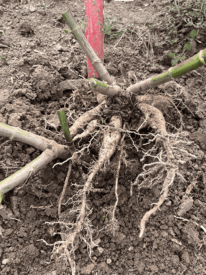 Lift Dahlias And Tender Bulbs From Soil