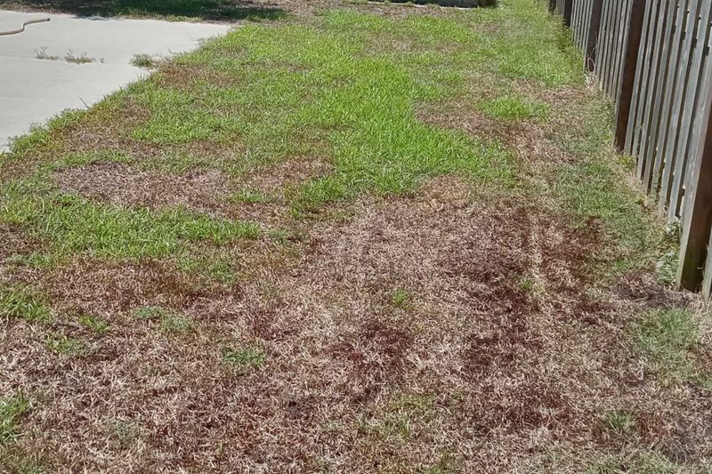 Lifted Turf Over Tunnels Can Dry Out And Brown Lifted Turf Over Tunnels Can Dry Out And Brown