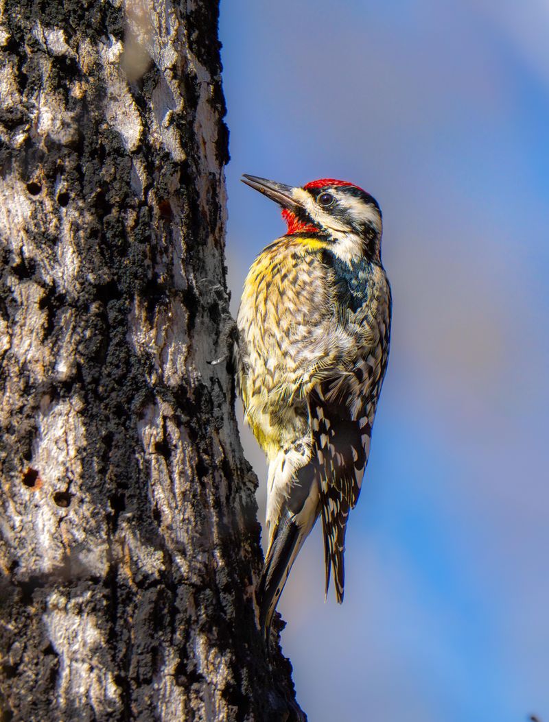 Light Feeding Seldom Harms A Healthy Tree Light Feeding Seldom Harms A Healthy Tree