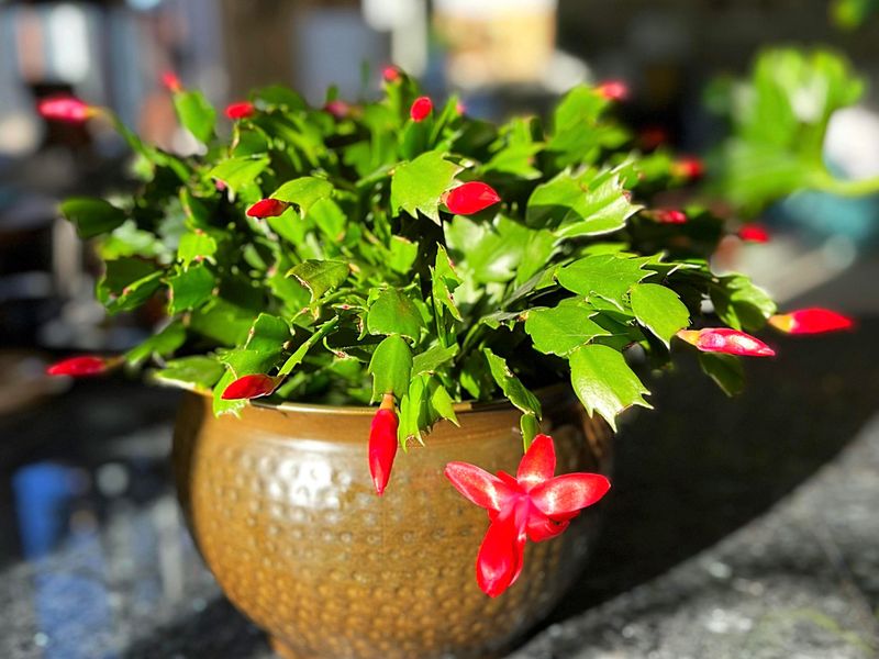 Light, Frequent Sips Work Once Buds Appear