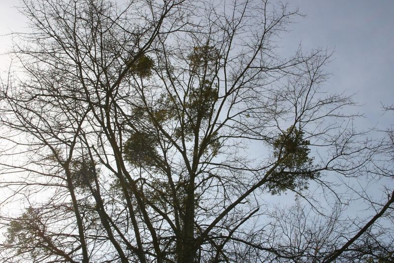 Light Infestations Seldom Threaten A Healthy Tree Light Infestations Seldom Threaten A Healthy Tree