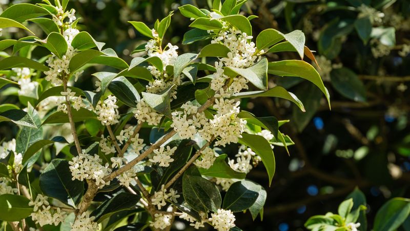 Light Pruning After Flowering Keeps It Shapely
