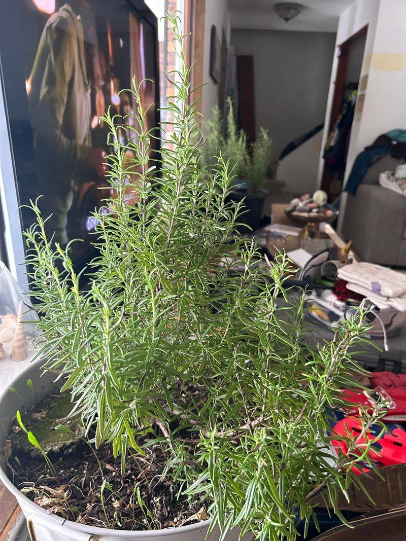 Light Trims Keep Your Plant Fresh Until Spring