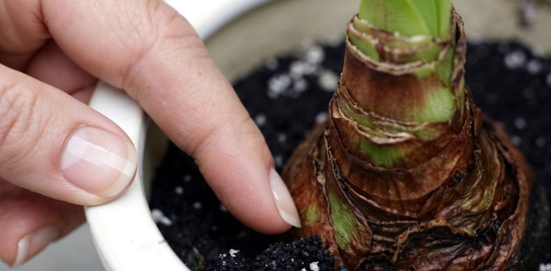 Light Watering Until Green Growth Appears Prevents Rot