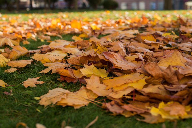 Lighter Chores Free Up Your Autumn Weekends