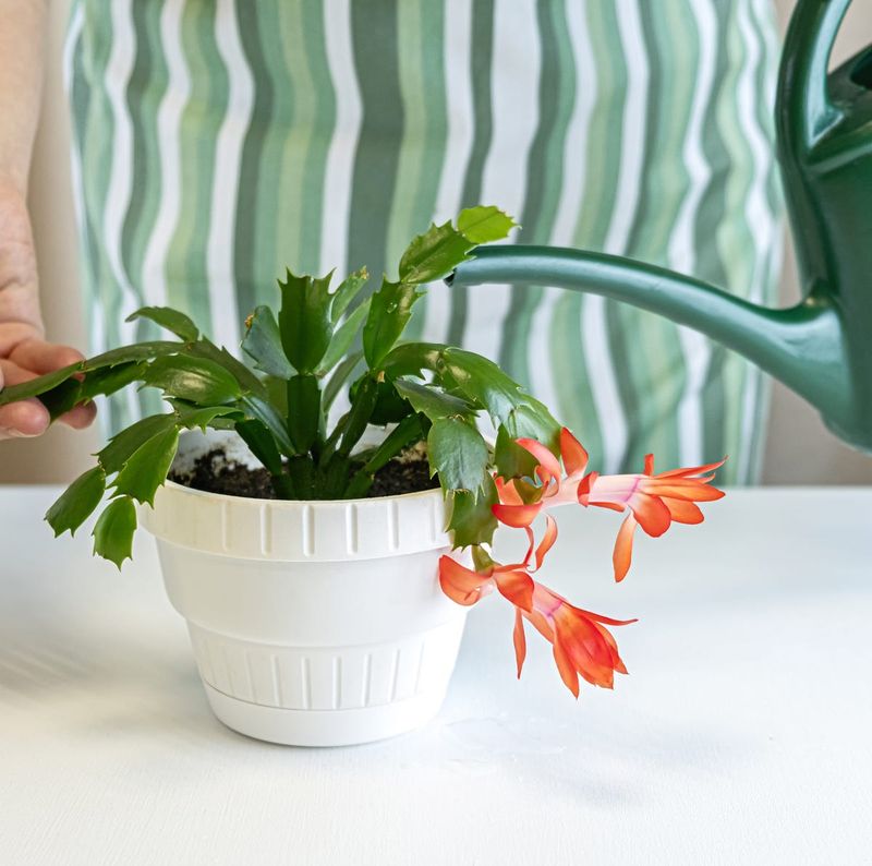 Lighter Watering Lets The Soil Dry Between Drinks
