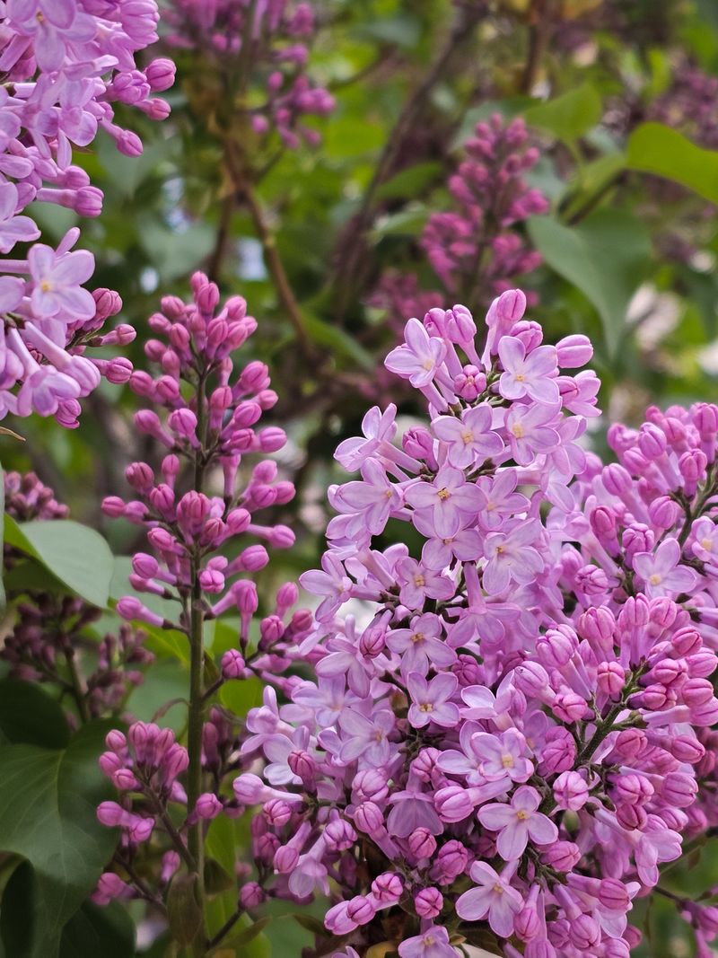 Lilac Fragrance Is Impossible To Forget