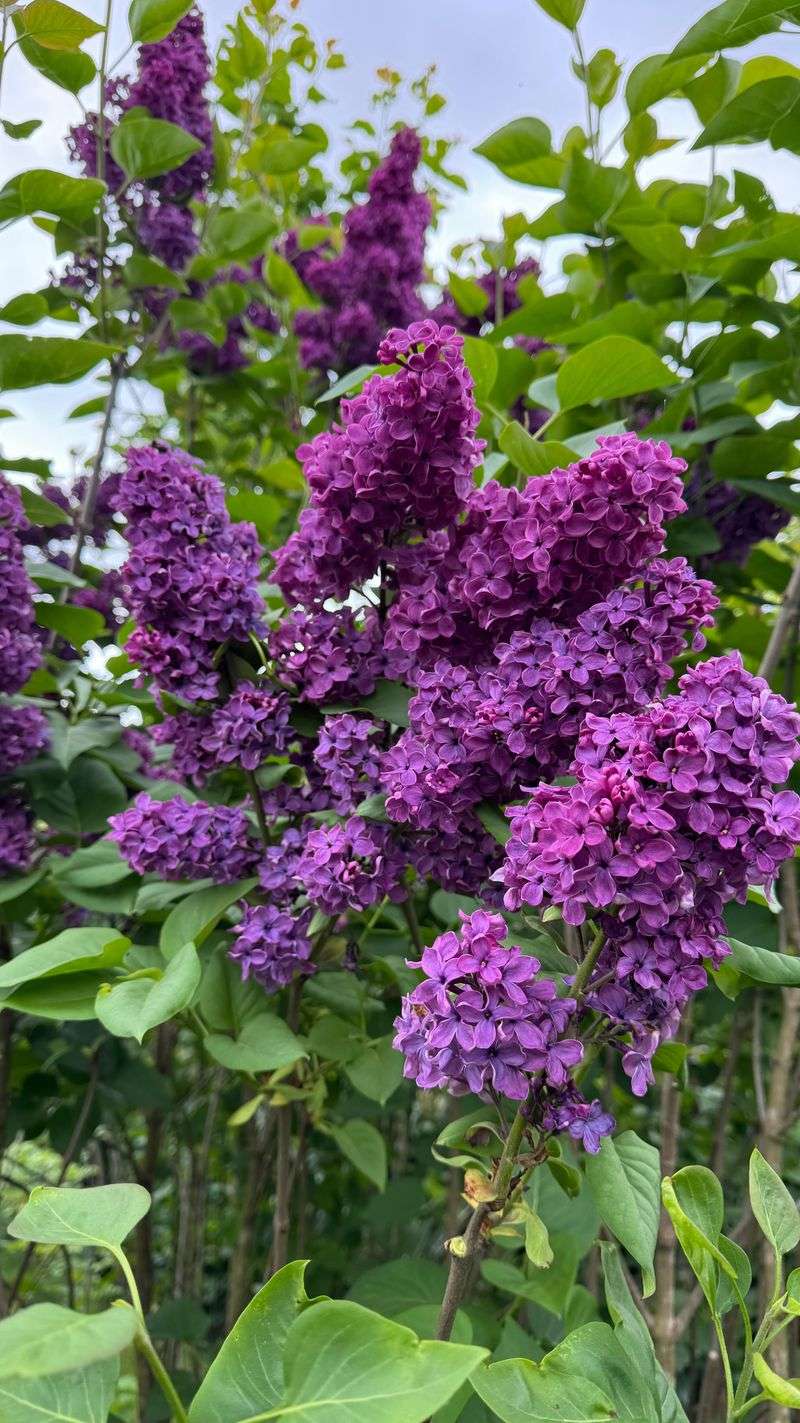 Lilac