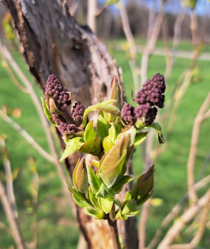 Lilacs Already Hold Next Spring's Flower Buds Lilacs Already Hold Next Spring's Flower Buds