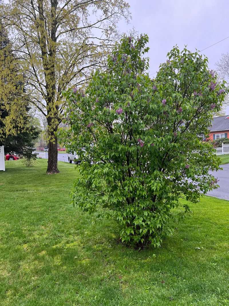 Lilacs Before The Ground Gets Hard Lilacs Before The Ground Gets Hard