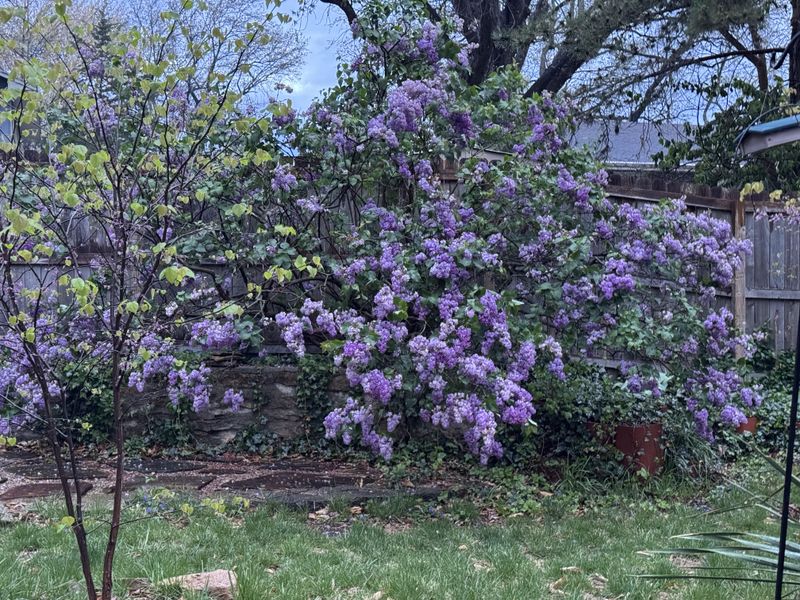 Lilacs Can Live For Generations