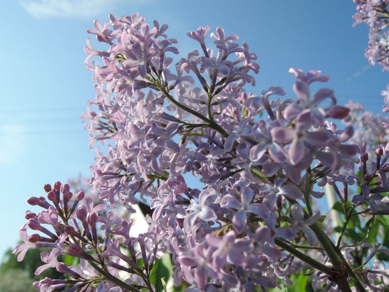 Lilacs, Which Already Hold Next Spring's Buds Lilacs, Which Already Hold Next Spring's Buds