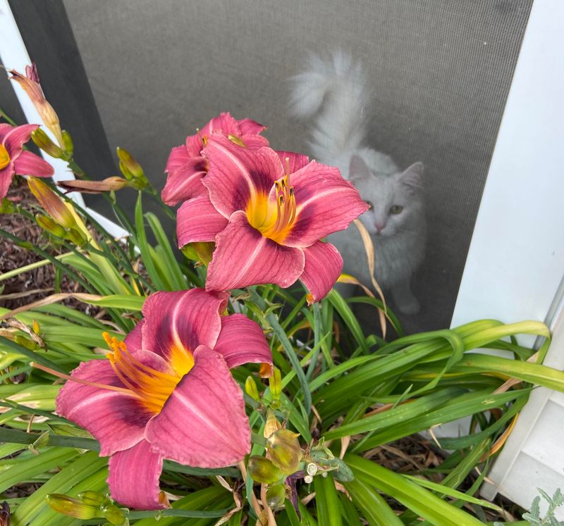 Lilies, A Serious Danger For Cats Lilies, A Serious Danger For Cats
