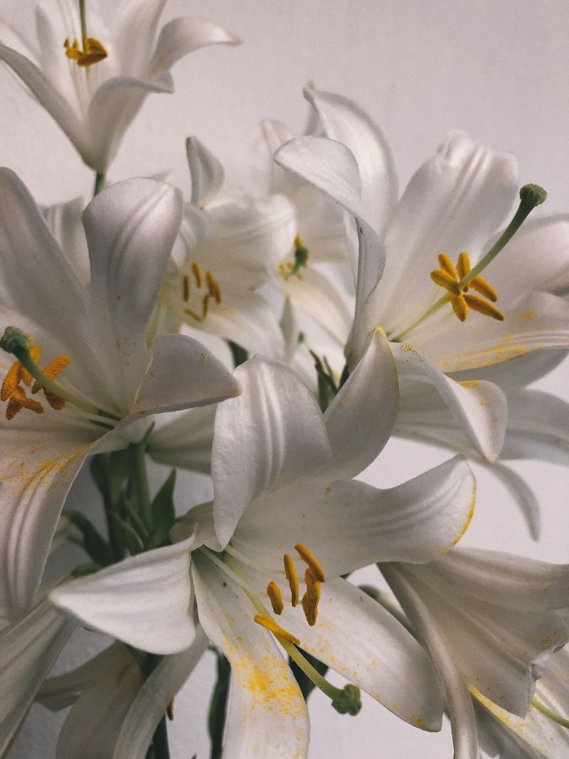Lilies