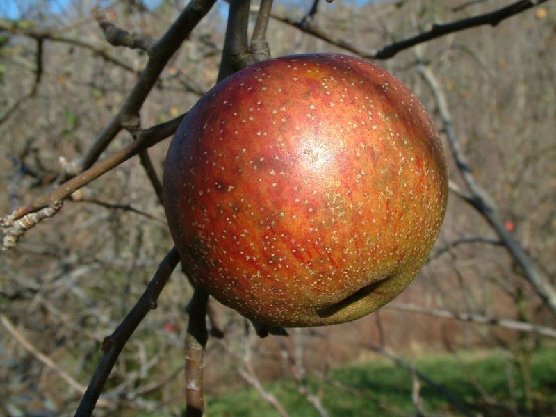 Limbertwig For A True Appalachian Keeper Limbertwig For A True Appalachian Keeper
