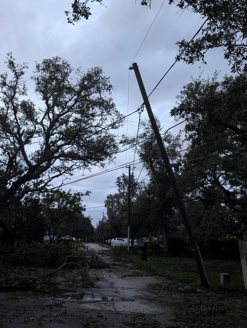 Limbs Tangled In Power Lines Belong To Utility Crews